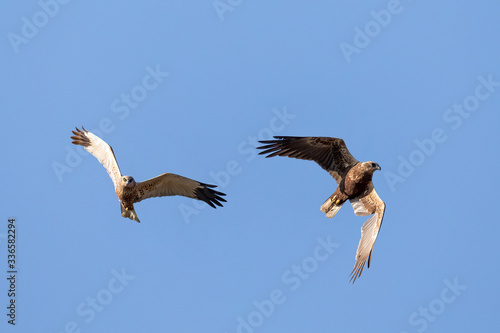 Birds of prey - couple of Marsh Harrier  Circus aeruginosus   male and female landing on the blue sky. Czech Republic  Europe Wildlife