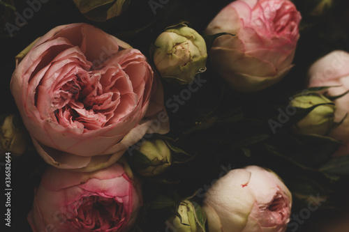 Pink Roses on a Dark Background. Bouquet of Tender Peonies