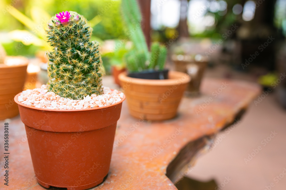 Photo of beautiful greenery during the day. The plant decorations in home. Photo of beautiful greenery during the day. The plant decorations in home.