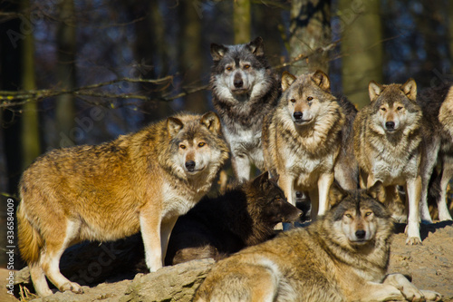 Timberwolf oder Amerikanischer Grauwolf Rudel (Canis lupus lycaon) © Jearu