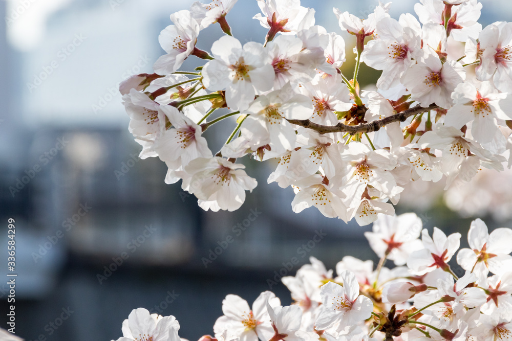 Obraz premium 横浜みなとみらいの桜（撮影場所：横浜新港橋）