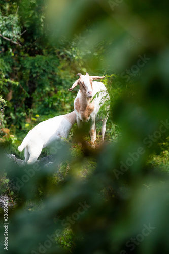 The goats on the mountain