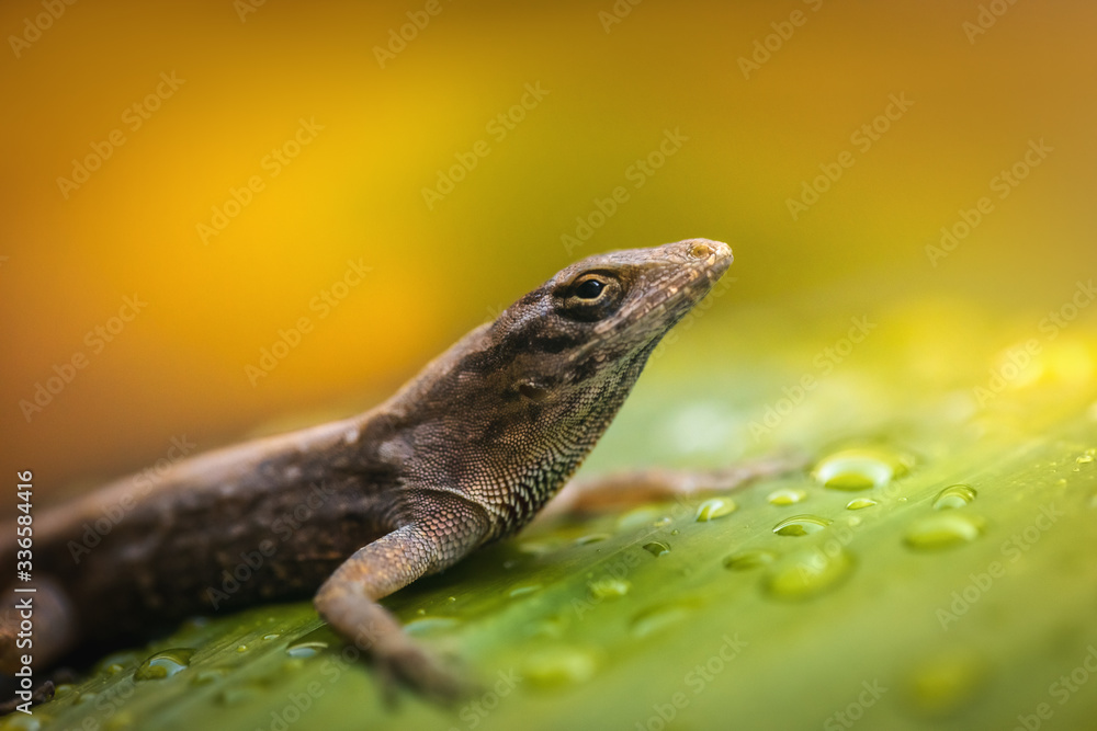 Naklejka premium Beautiful brown lizard sitting on green leaf with water drops on yellow background, macro close-up 