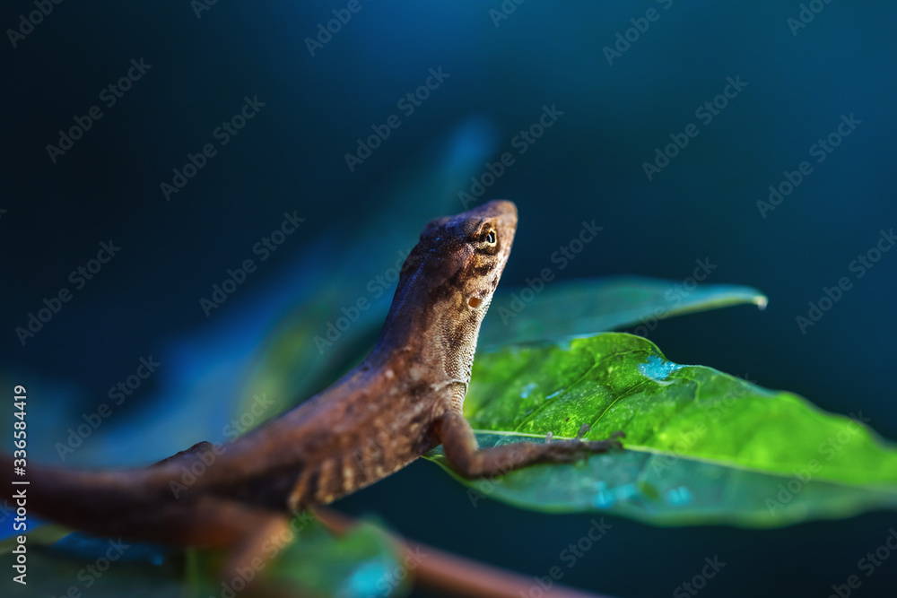 Obraz premium Beautiful brown lizard sitting on green leaf and dark blue background, macro close-up 