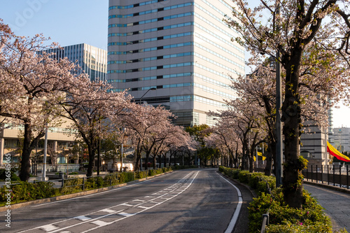 横浜みなとみらいの桜（撮影場所：横浜さくら通り）