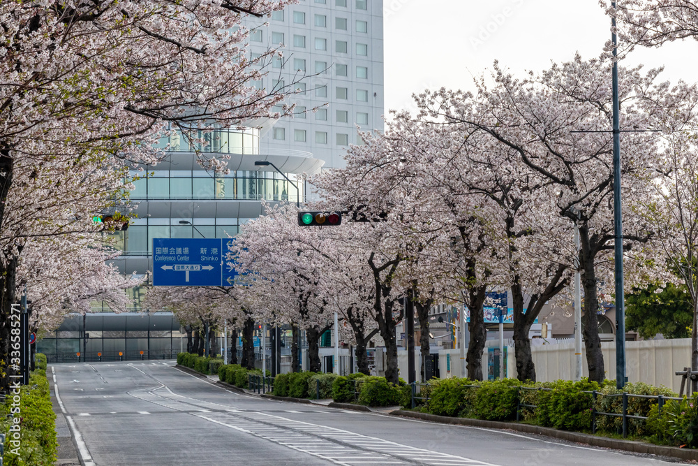 Obraz premium 横浜みなとみらいの桜（撮影場所：横浜さくら通り）