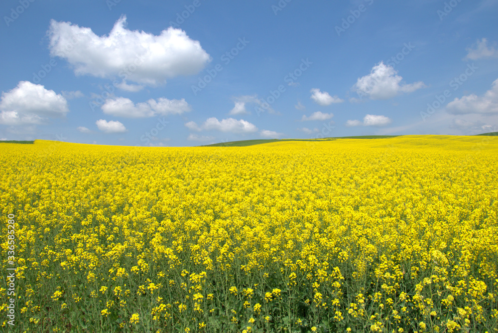 Blooming canola field. Rape on the field in summer. Bright Yellow rapeseed oil. Flowering rapeseed. with blue sky and clouds