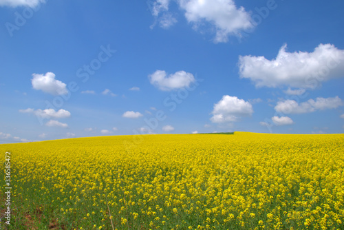 Blooming canola field. Rape on the field in summer. Bright Yellow rapeseed oil. Flowering rapeseed. with blue sky and clouds © ACHILLEFS