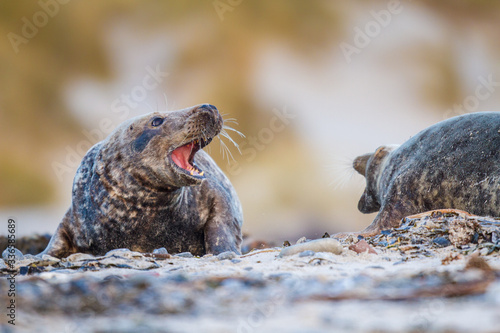 Kegelrobbe (Halichoerus grypus) auf Helgoland, Deutschland photo