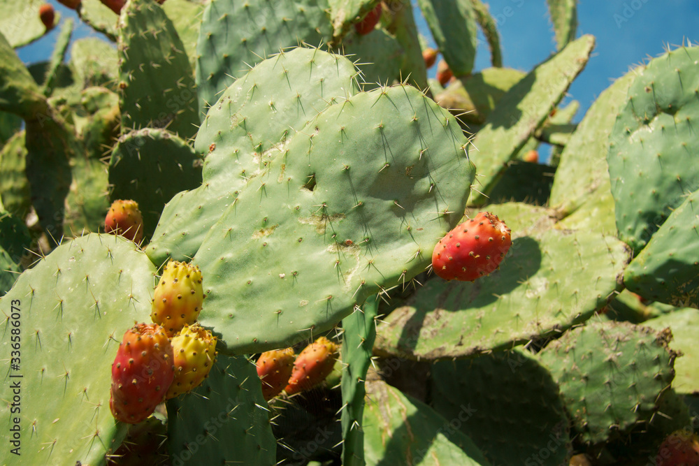 Prickly pear cactus aka opuntia with ripe red and yellow fruit Prickly pear cactus aka opuntia with ripe red and yellow fruit