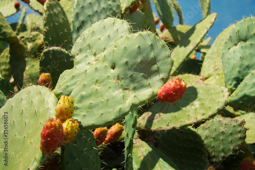 Prickly pear cactus aka opuntia with ripe red and yellow fruit
