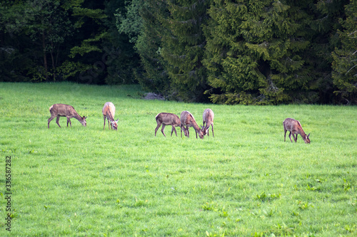 European roe deer  Capreolus  in spring. Western Beskids  near Litmanova  Slovakia.