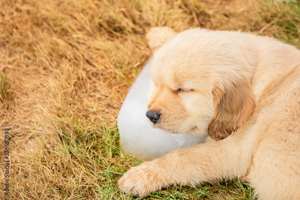 Fototapeta premium Cute puppy (Golden Retriever) sleeping on the ice cube in the garden. Animal in summer season concept
