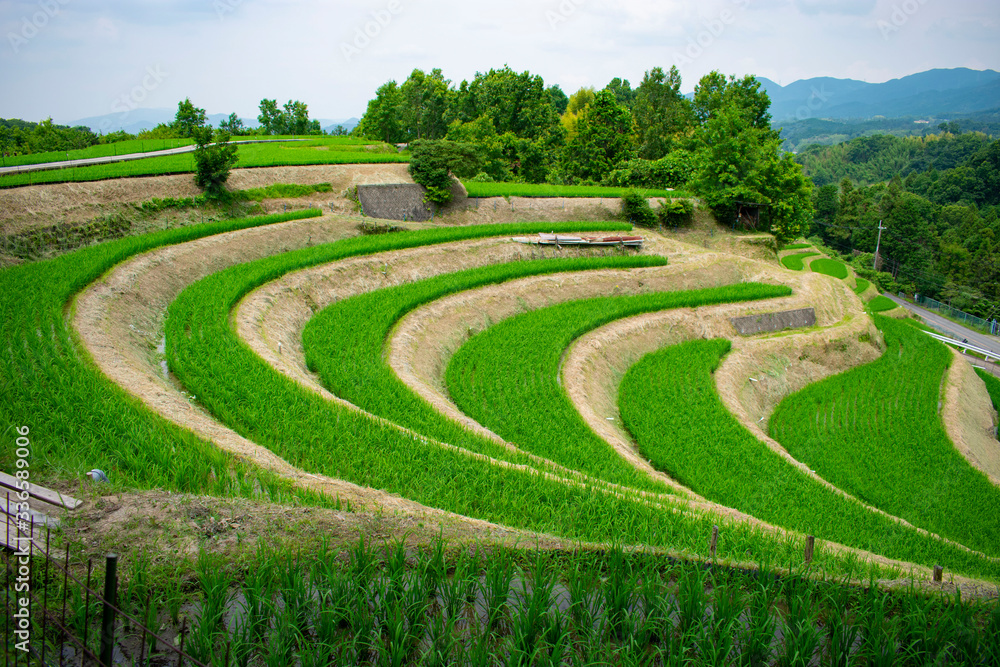 千早赤阪村の棚田