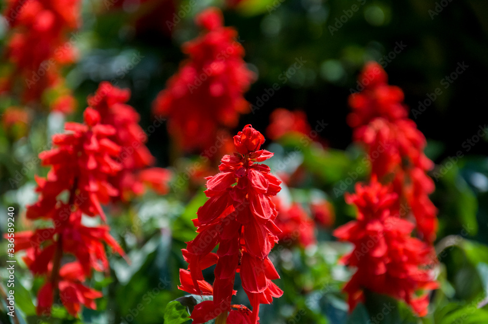 Salvia splendens (Scarlet Sage or Tropical Sage). Flower of bright red color on the green background Salvia splendens (Scarlet Sage or Tropical Sage). Flower of bright red color on the green background
