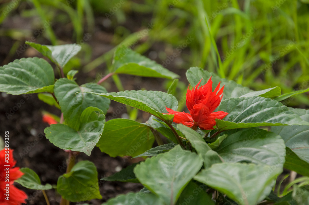 Salvia splendens (Scarlet Sage or Tropical Sage). Flower of bright red color on the green background Salvia splendens (Scarlet Sage or Tropical Sage). Flower of bright red color on the green background