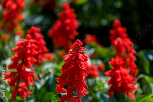 Salvia splendens (Scarlet Sage or Tropical Sage). Flower of bright red color on the green background