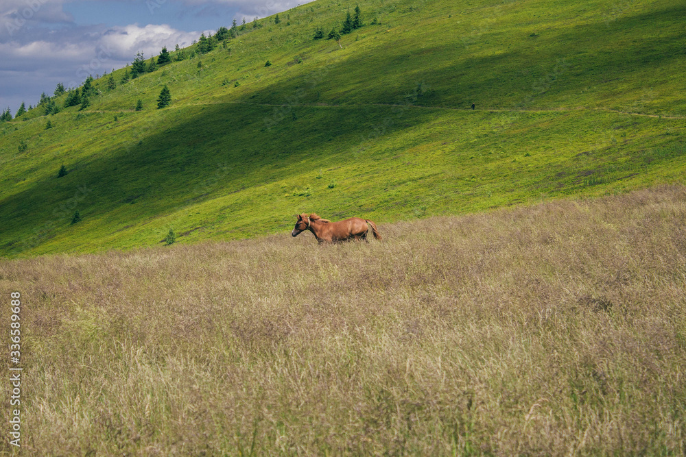 Naklejka premium Beautiful Carpathians, mountains in clouds, waterfall, close-up, the sunsets beautifully over the mountains