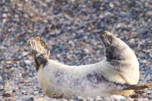 Junge Kegelrobbe (Halichoerus grypus) auf Helgoland, Deutschland