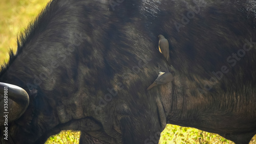 close up of oxpeckers on the side of an african buffalo at ngorongoro crater in tanzania photo