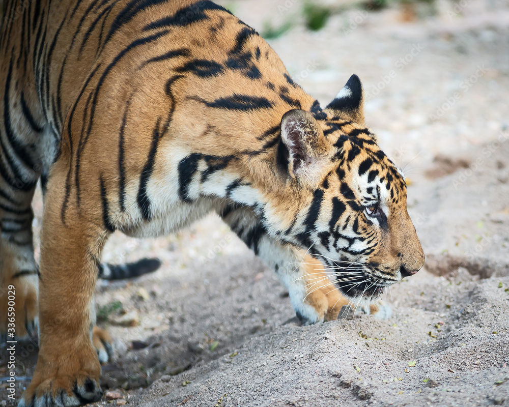 The tiger stands to look at something with interest. (Panthera tigris corbetti) in the natural habitat, wild dangerous animal in the natural habitat, in Thailand. The tiger stands to look at something with interest. (Panthera tigris corbetti) in the natural habitat, wild dangerous animal in the natural habitat, in Thailand.