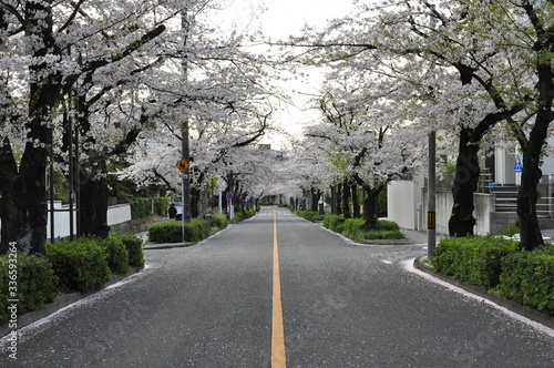 朝日の差し込む桜の並木道