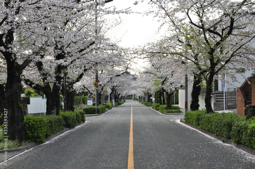 朝日の差し込む桜の並木道