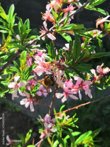red and white flowers