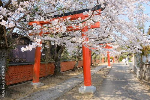 京都　竹中稲荷神社の鳥居と桜