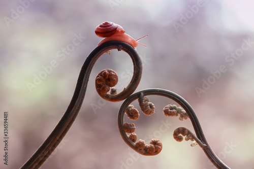 Snail and Tendril