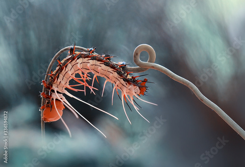 caterpillar on a branch © abdul gapur dayak