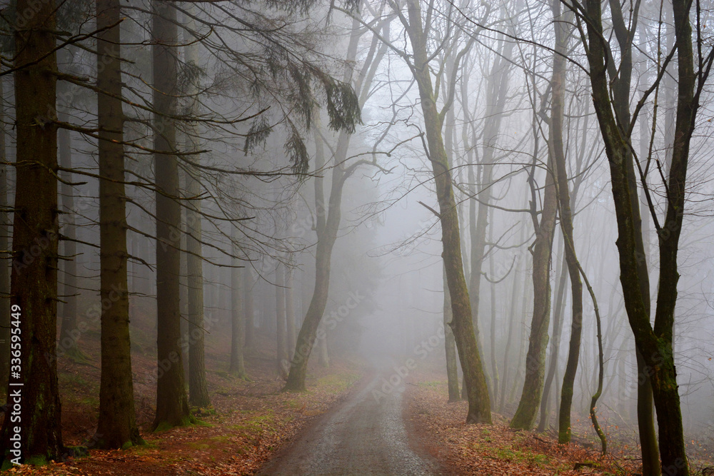 Wald mit Nebel Wald mit Nebel