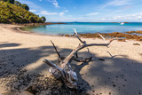 Dead tree on a beach at Tiritiri Island in New Zealand