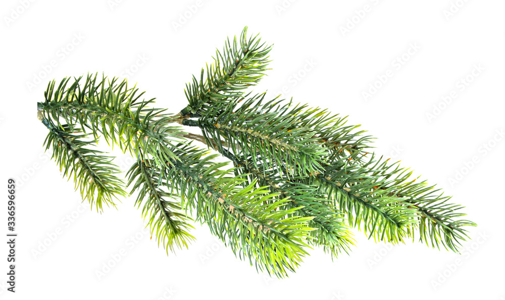 Spruce branch isolated on white Spruce branch isolated on white