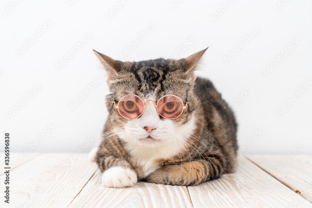 cute grey cat with glasses