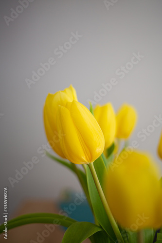 Yellow tulip flower bouquet close up still on an indoor home scene