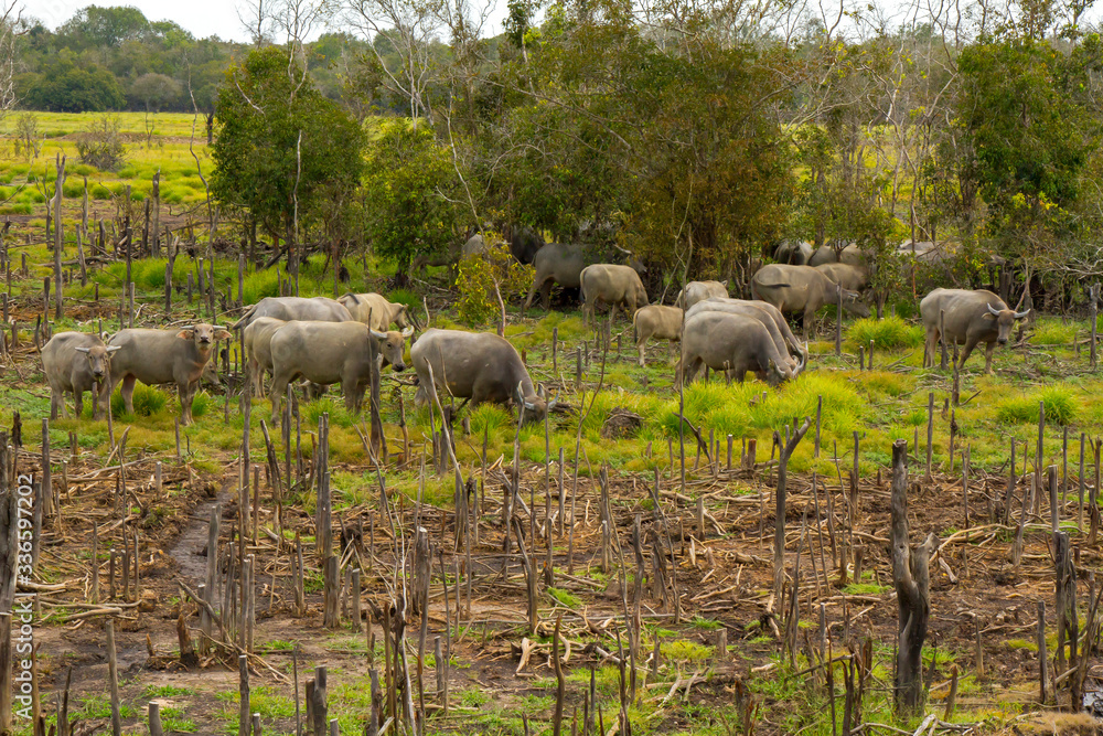Fototapeta premium Swamp Buffalo
