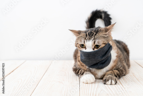 cute grey cat with mask for protect corona virus or covid 19