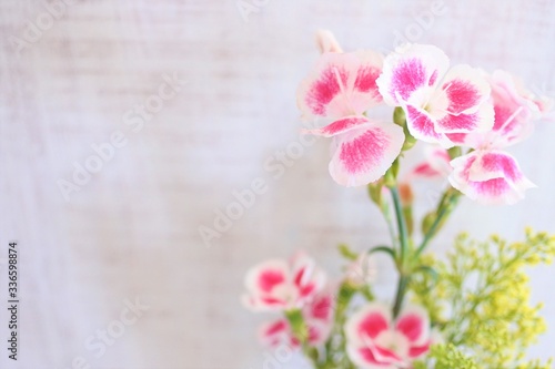 Pink and white dianthus flowers. Sweet bouquet on a white background.