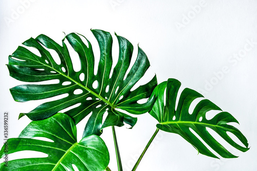 Beautiful Tropical Monstera leaf isolated on white background with clipping path for design elements, Flat lay