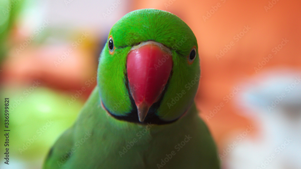Colorful collar parakeet in close up