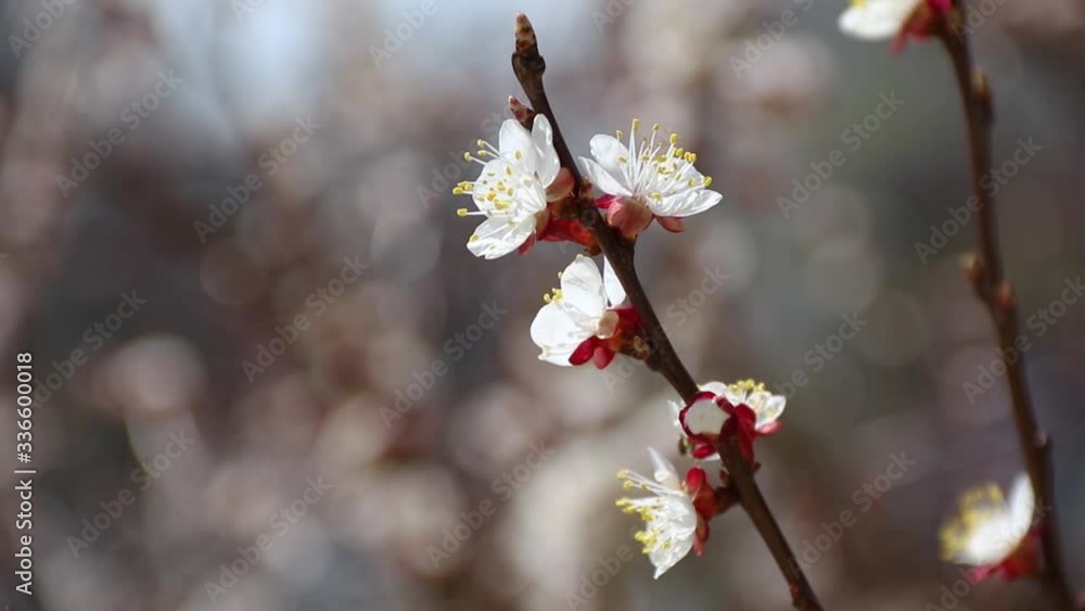 White apricot blossom in slow motion with bees flying and pollinating flowers White apricot blossom in slow motion with bees flying and pollinating flowers