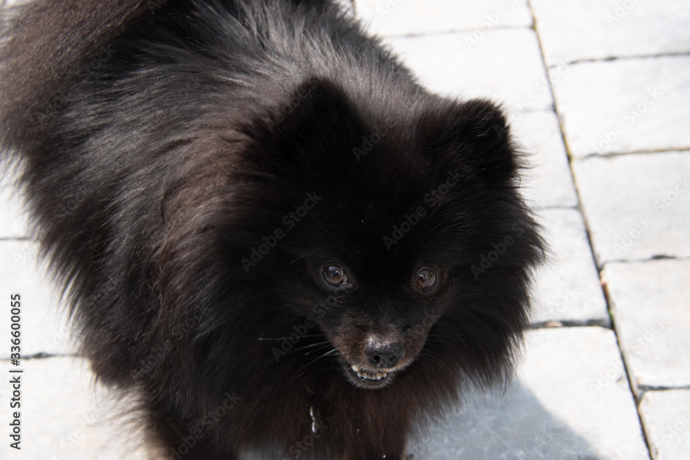 Spitz Spitz