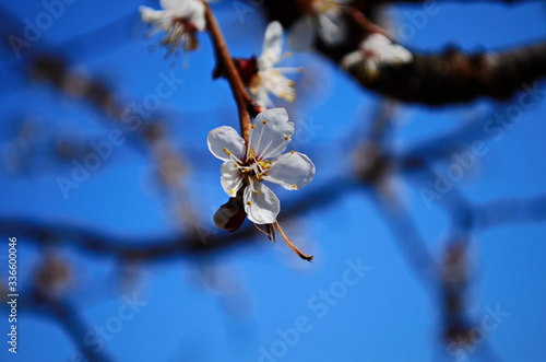 White flowers and buds of an apricot tree in spring blossom
