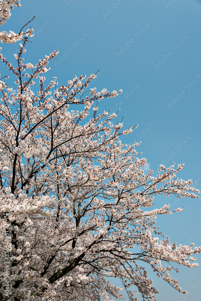 View of full blooming of cherry blossom along Muko river in Sanda city, Hyogo, Japan