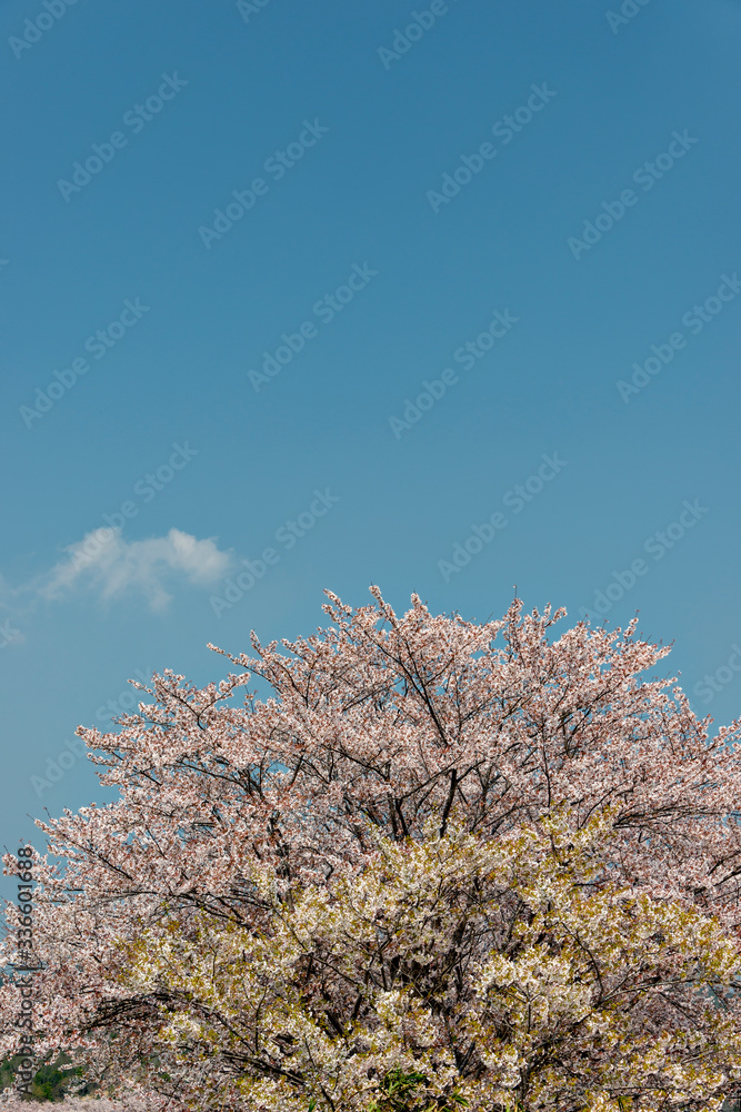 View of full blooming of cherry blossom along Muko river in Sanda city, Hyogo, Japan View of full blooming of cherry blossom along Muko river in Sanda city, Hyogo, Japan