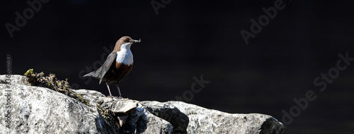 White-throated dipper / Wasseramsel (Cinclus cinclus), Wuppertal, Germany / Deutschland photo