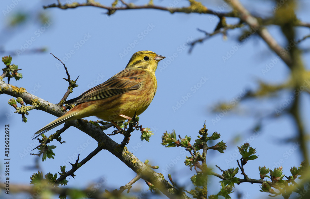A stunning male Yellowhammer, Emberiza citrinella, perching on a branch of a Hawthorn tree in springtime. A stunning male Yellowhammer, Emberiza citrinella, perching on a branch of a Hawthorn tree in springtime.
