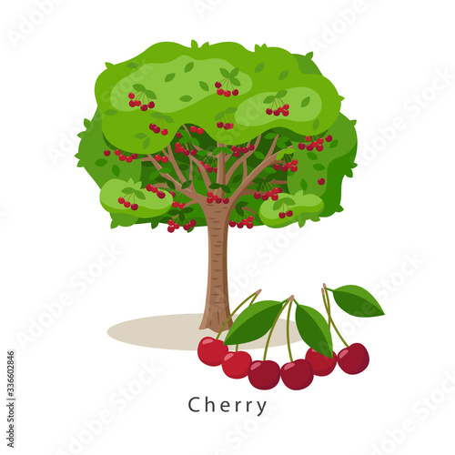 Cherry tree vector illustration in flat design isolated on white background, farming concept, tree with fruits and big ripe cherries near it, harvest infographic elements.