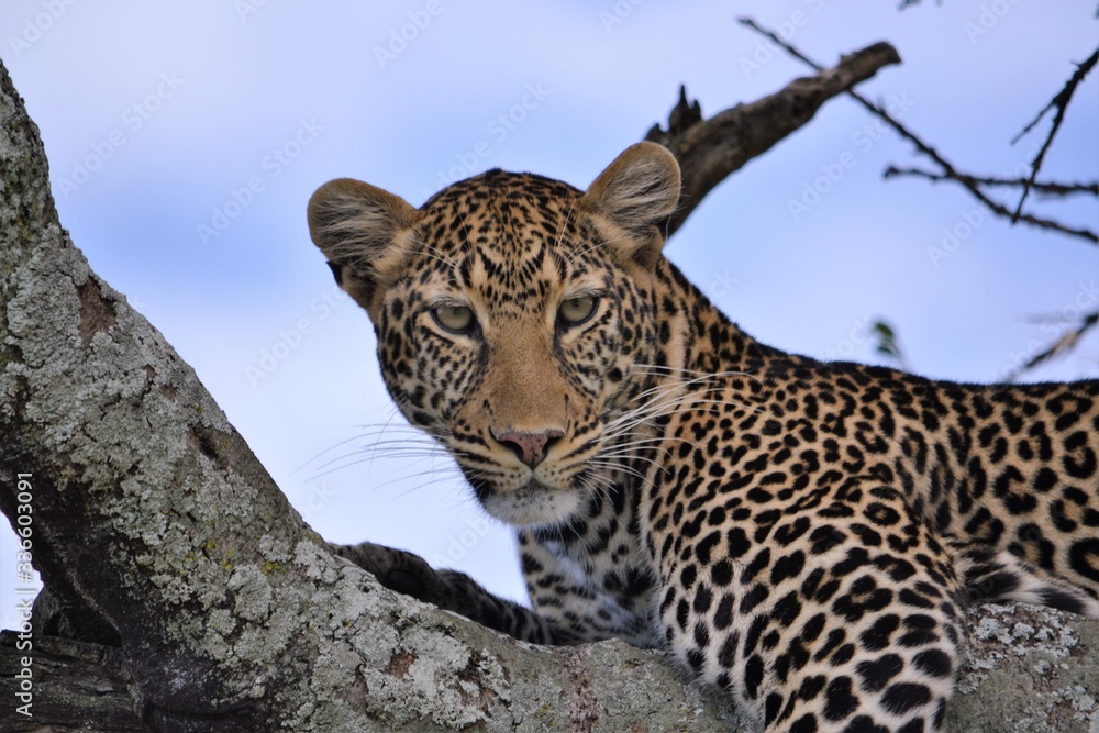 A beautiful leopard looking at the camera. A beautiful leopard looking at the camera.